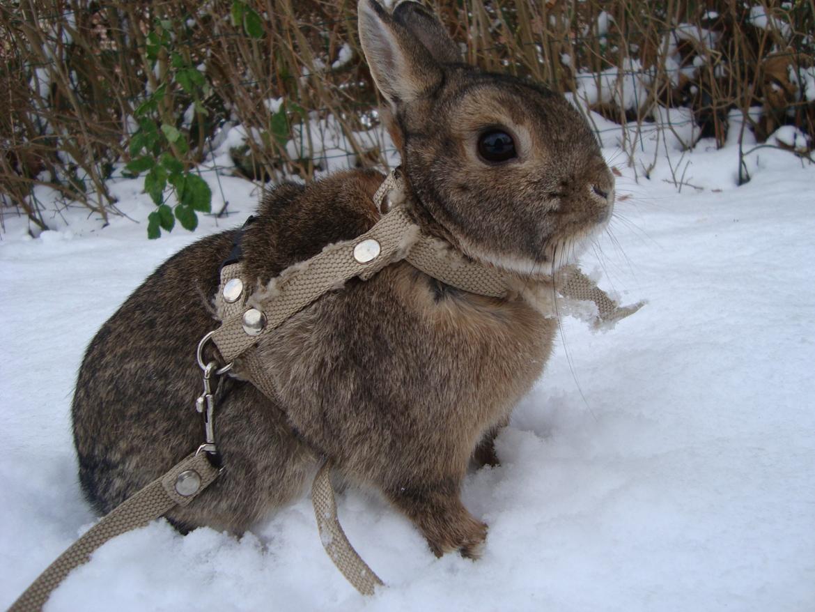 Kanin Frede billede 2