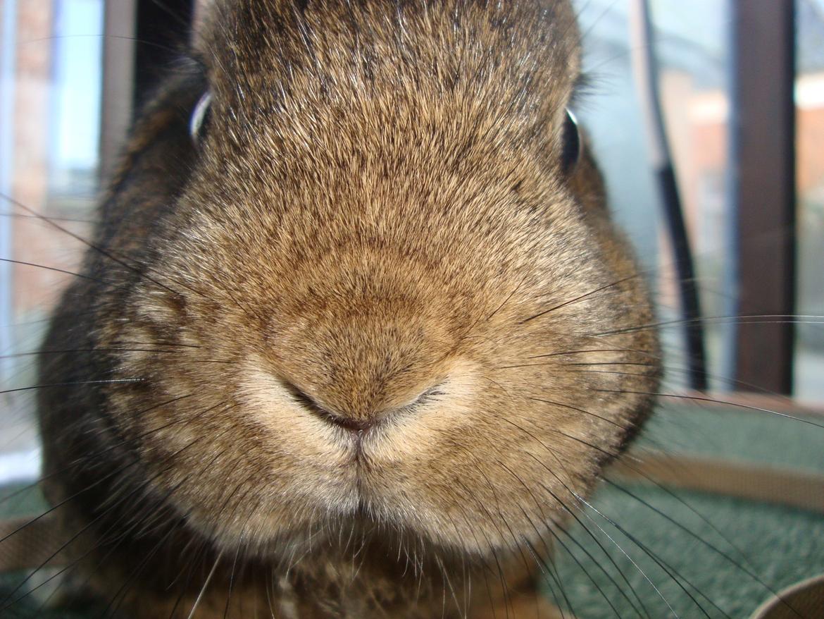 Kanin Frede billede 3