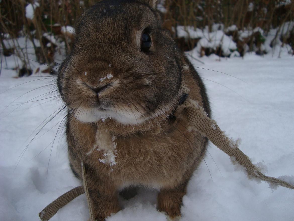 Kanin Frede billede 4