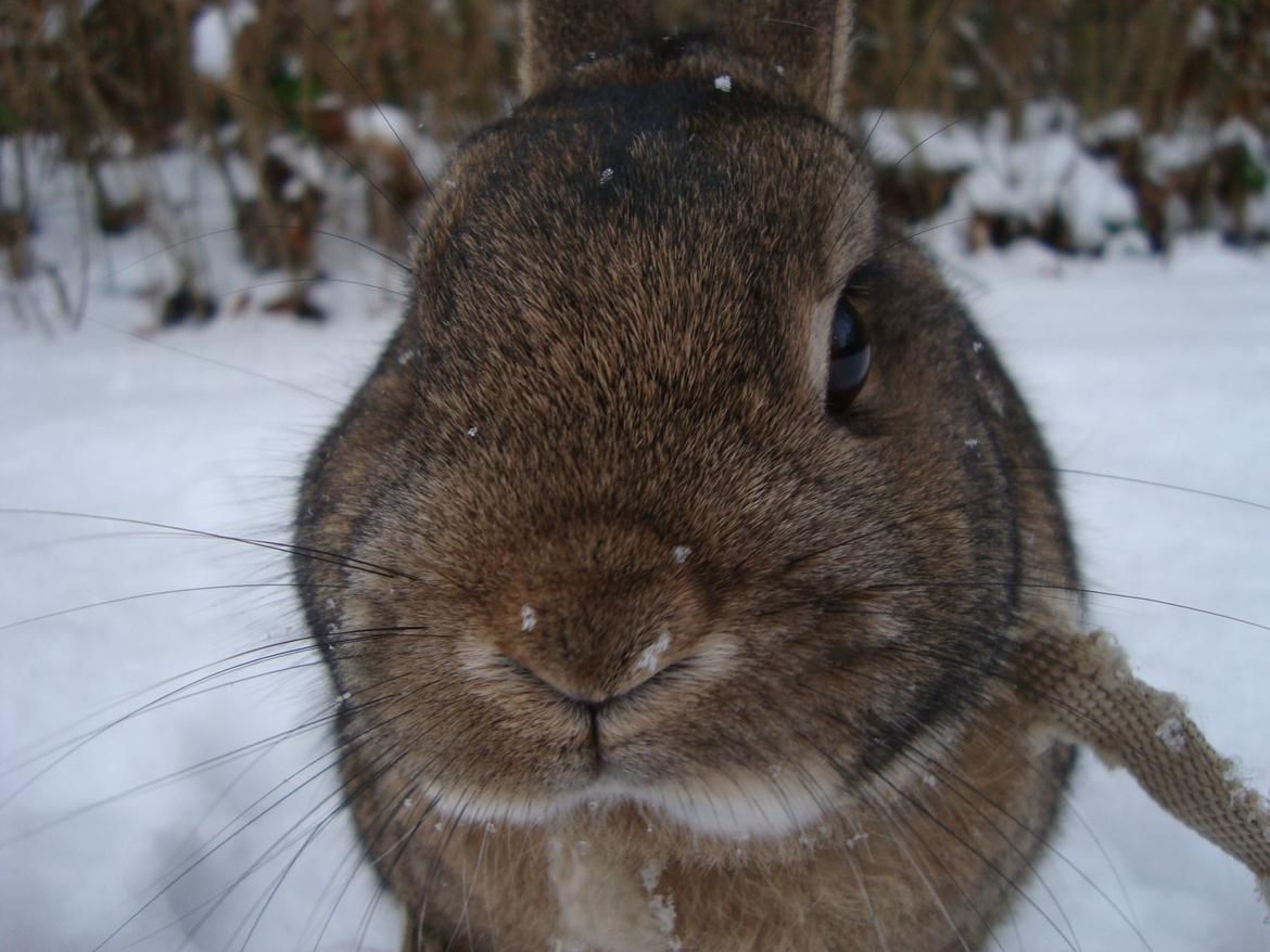 Kanin Frede billede 5