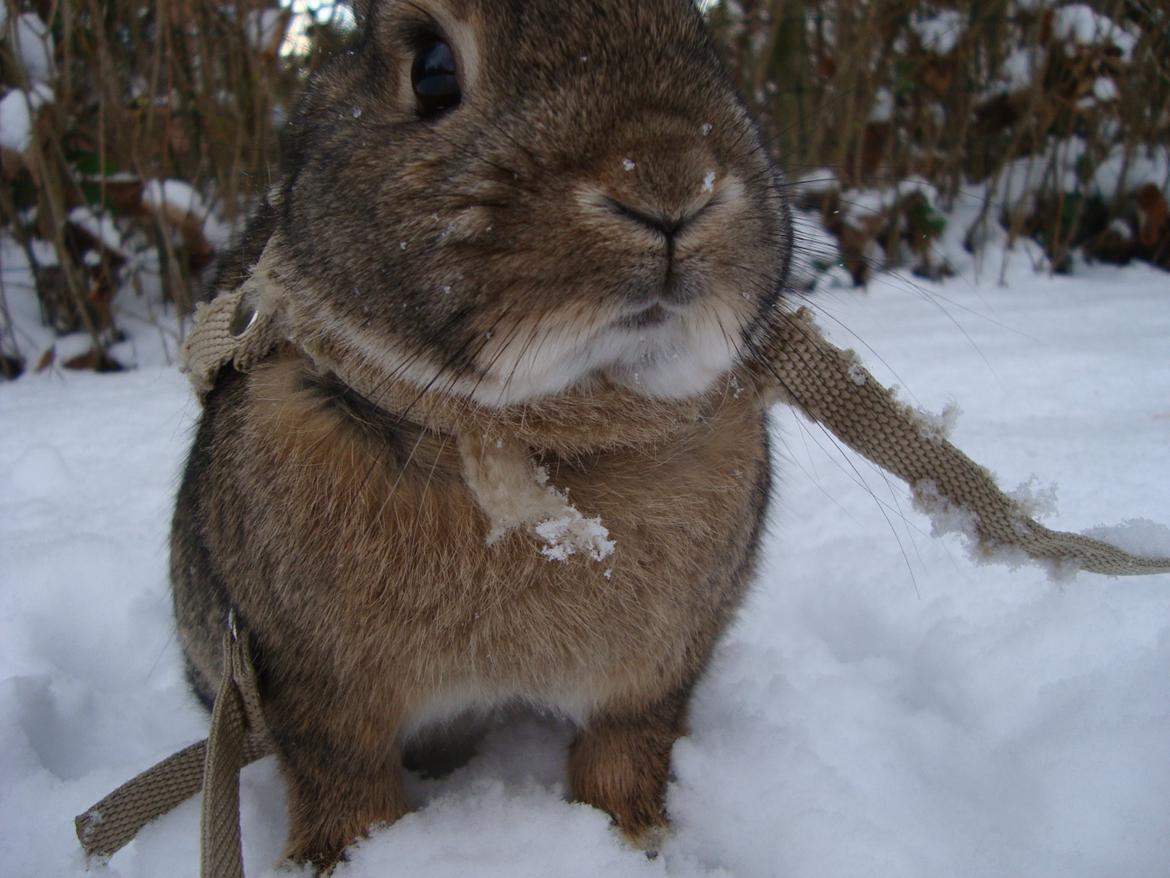 Kanin Frede billede 6