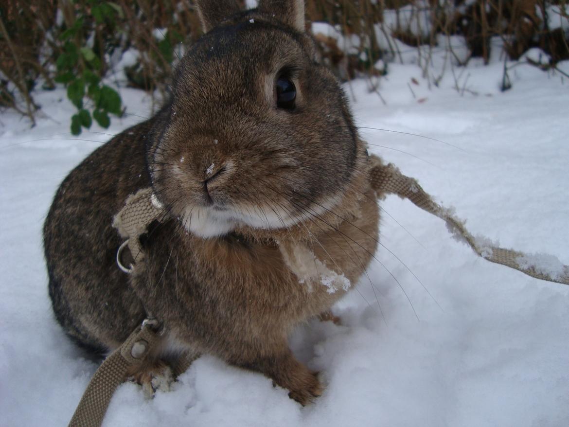 Kanin Frede billede 7