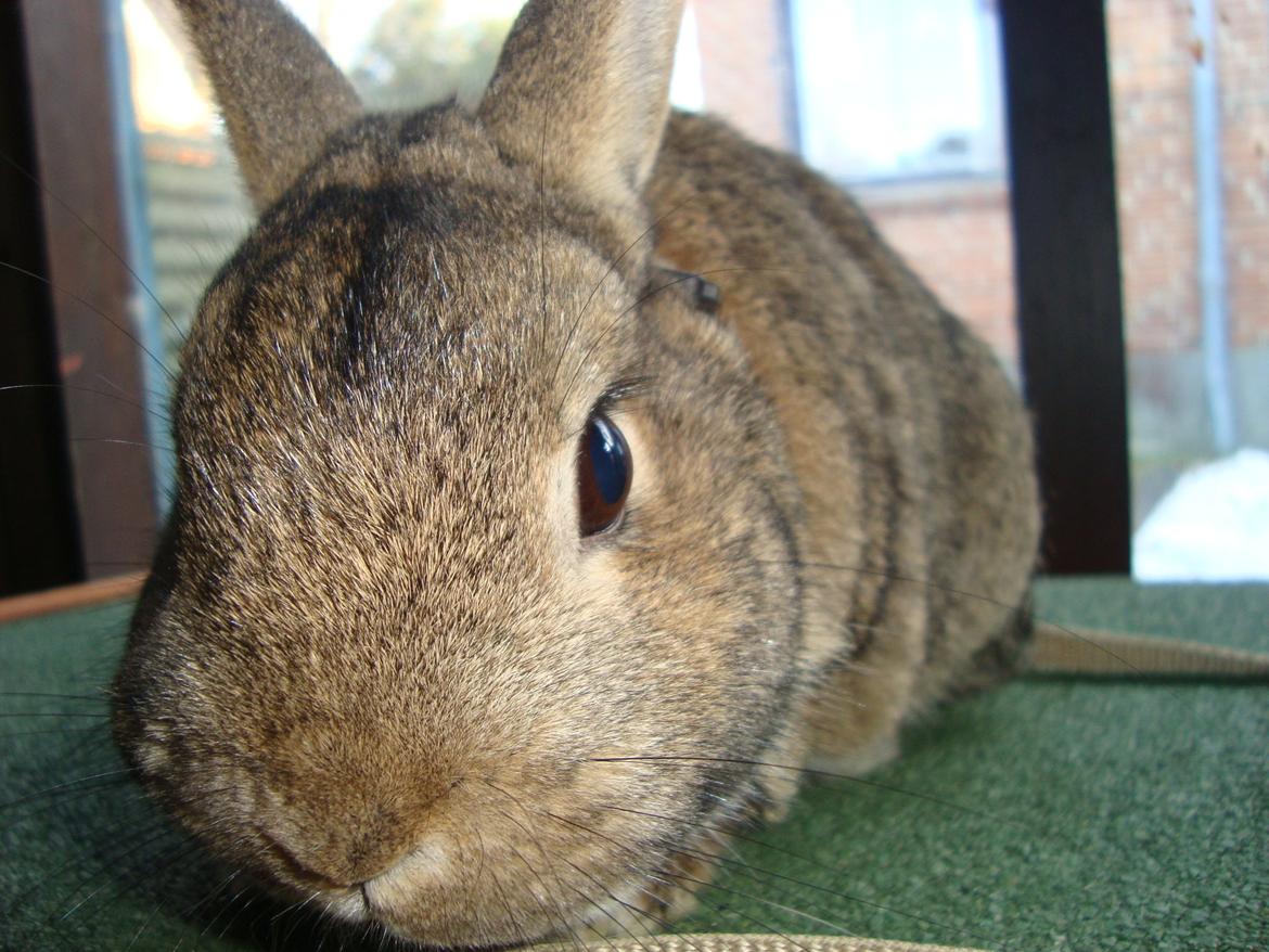 Kanin Frede billede 8