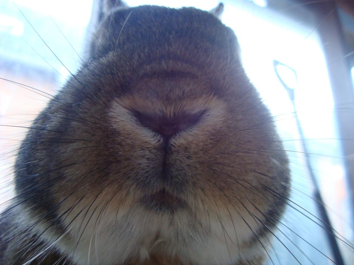 Kanin Frede billede 9