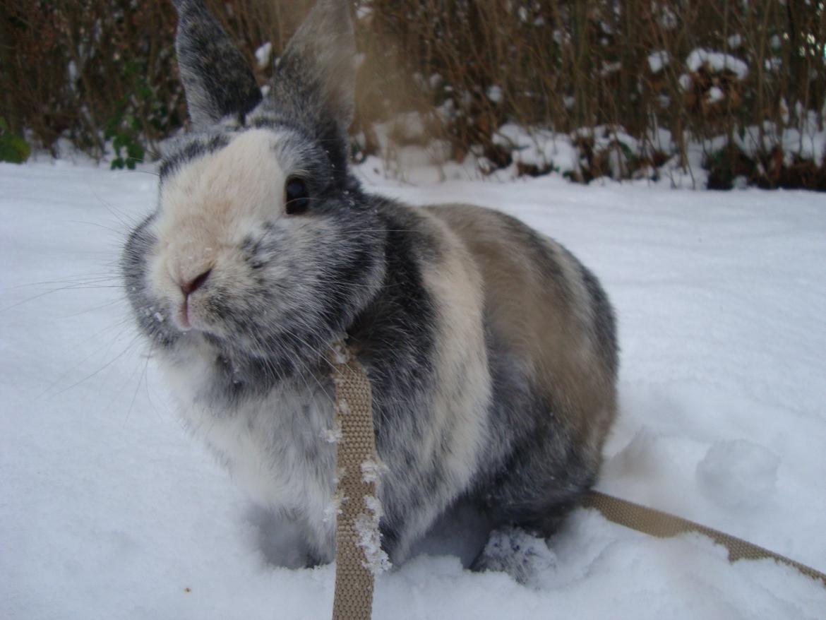 Kanin Sofus billede 2