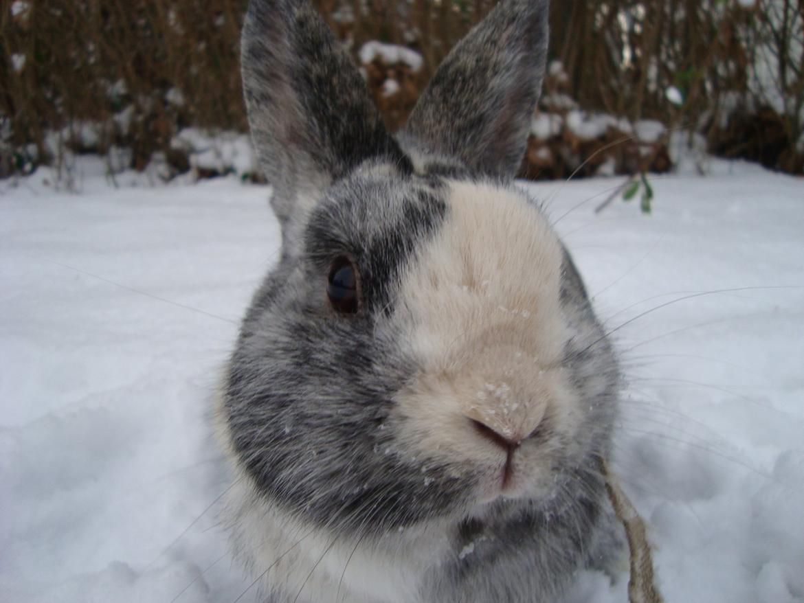 Kanin Sofus billede 3