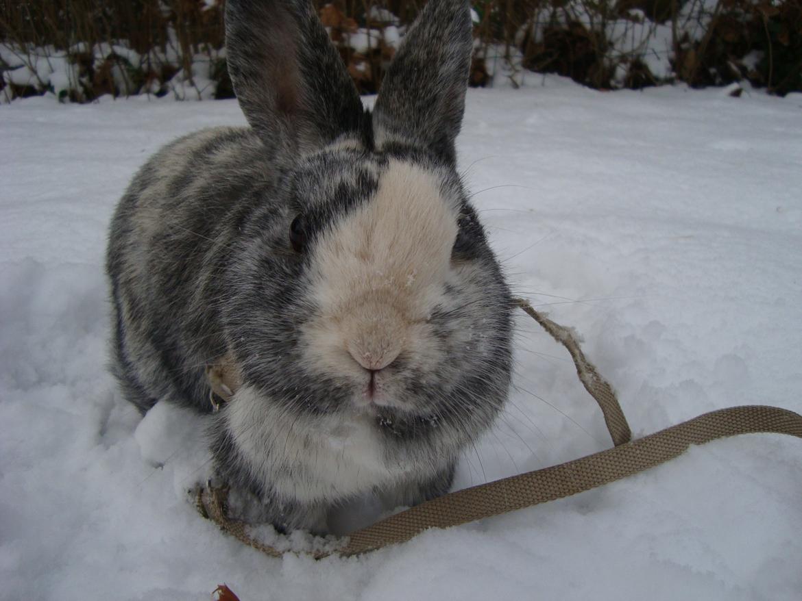 Kanin Sofus billede 4