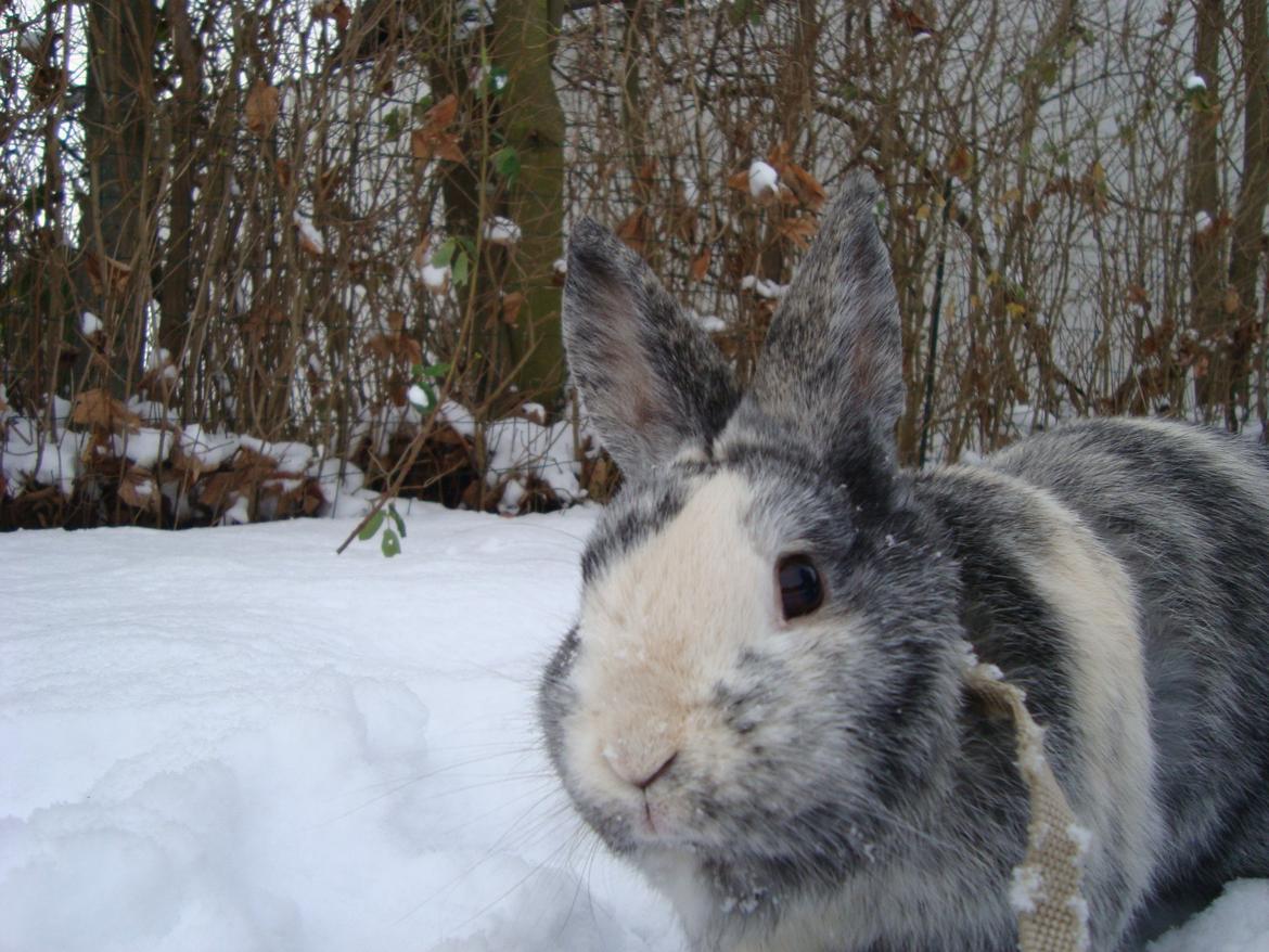 Kanin Sofus billede 5