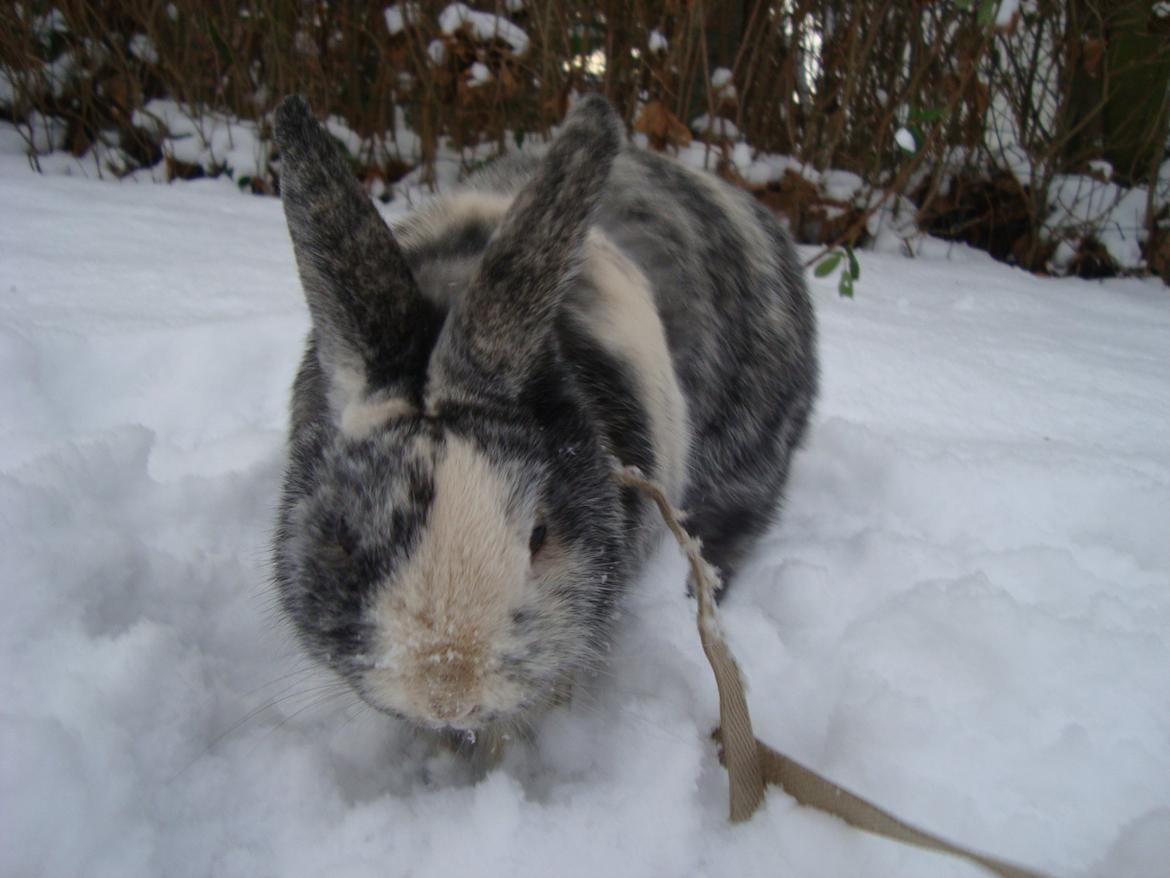 Kanin Sofus billede 6