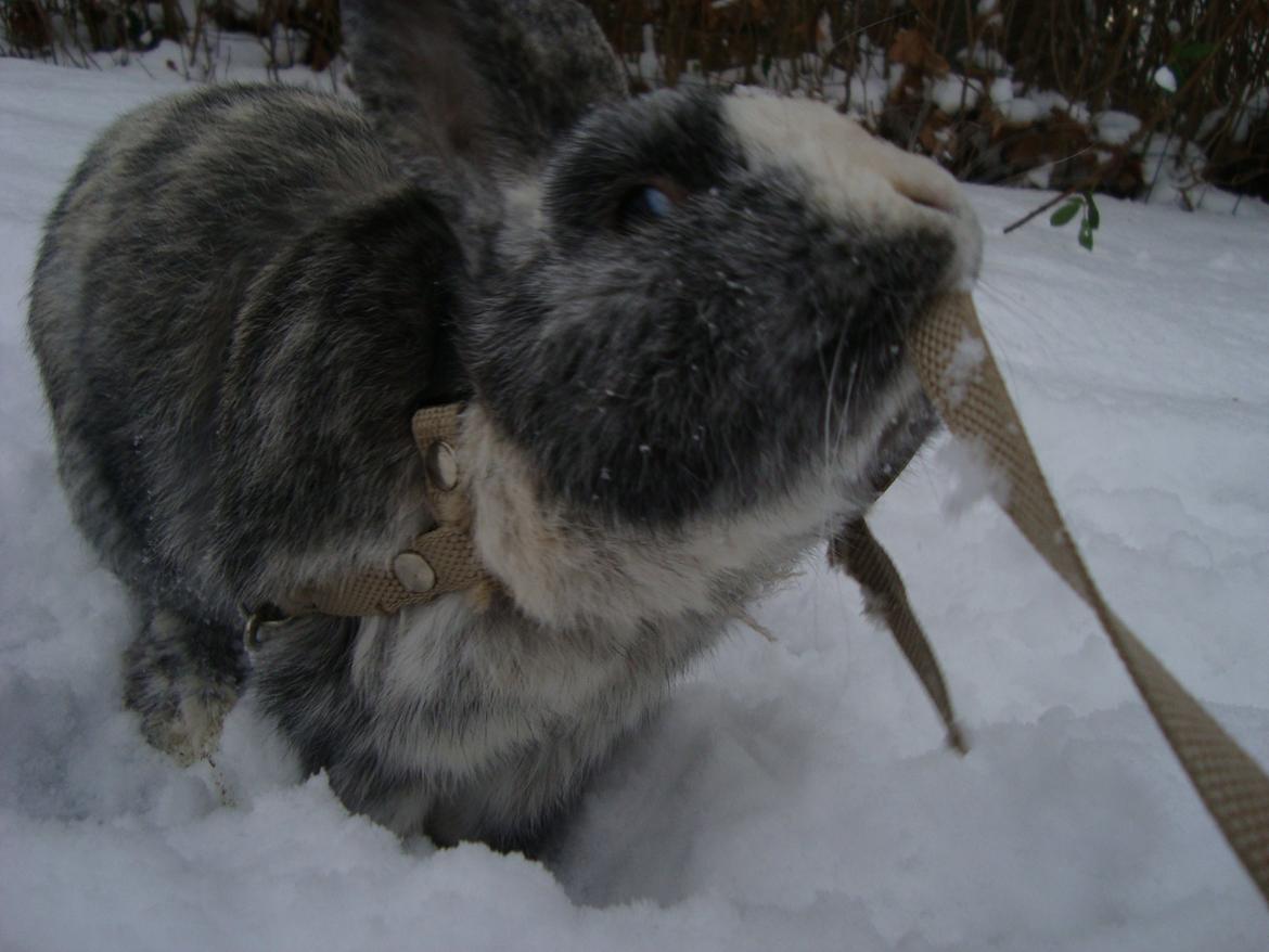 Kanin Sofus billede 7