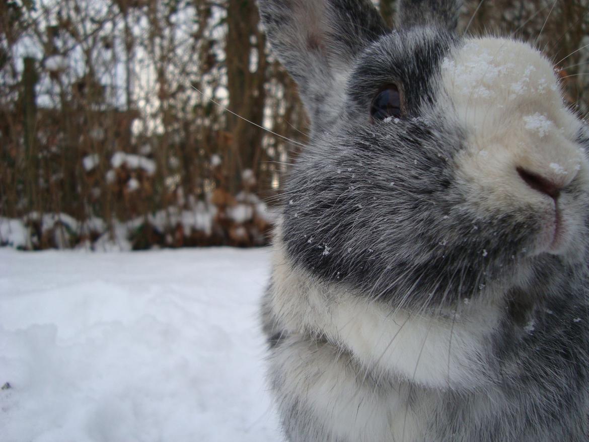 Kanin Sofus billede 8