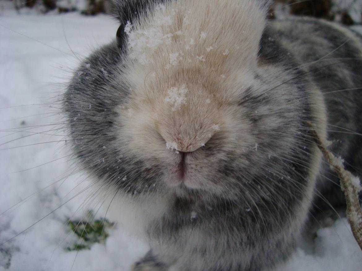 Kanin Sofus billede 9