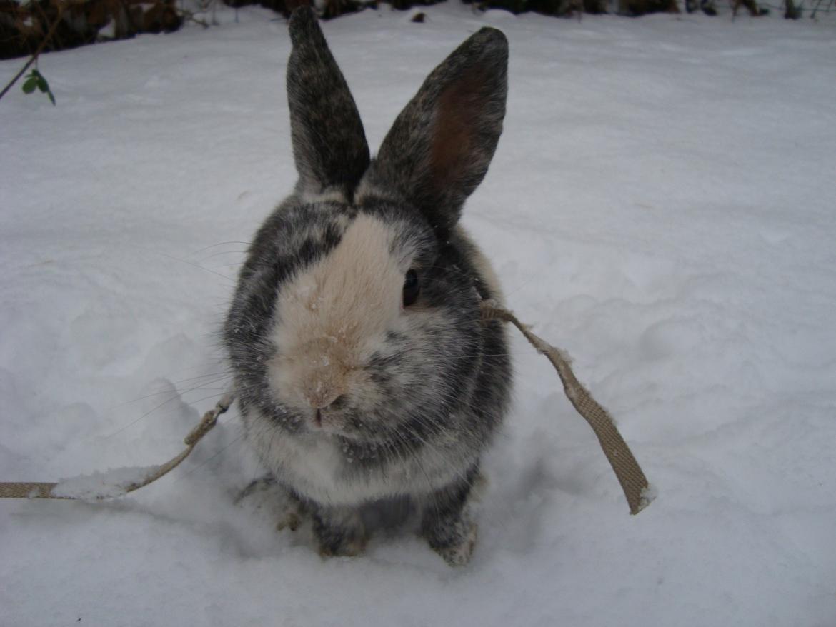 Kanin Sofus billede 10