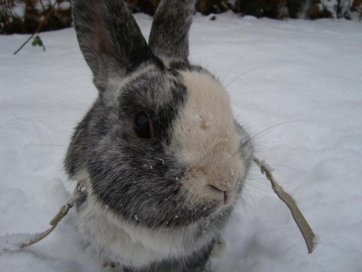 Kanin Sofus billede 11