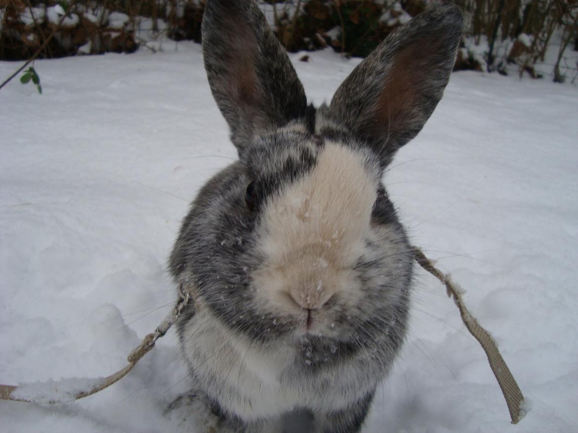 Kanin Sofus billede 12