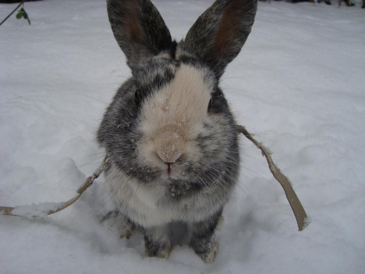 Kanin Sofus billede 1