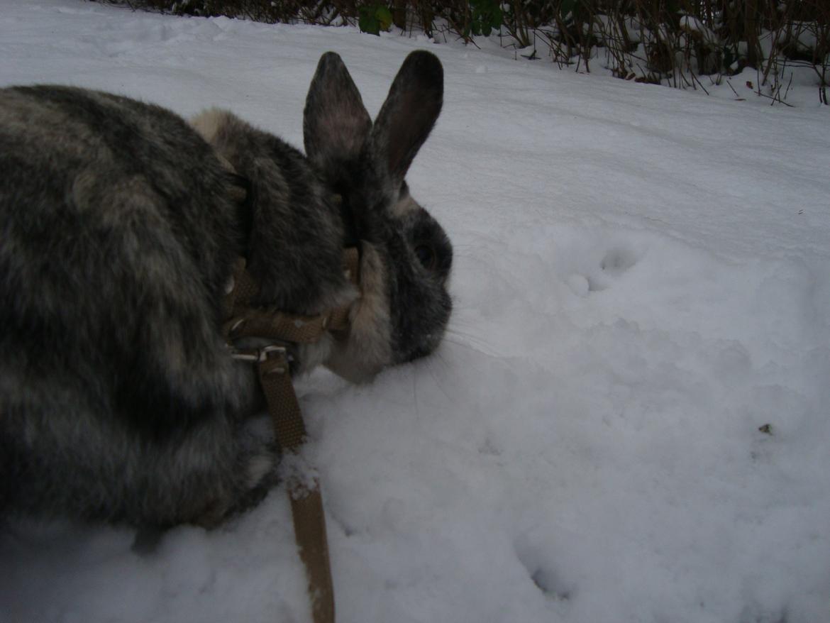 Kanin Sofus billede 13