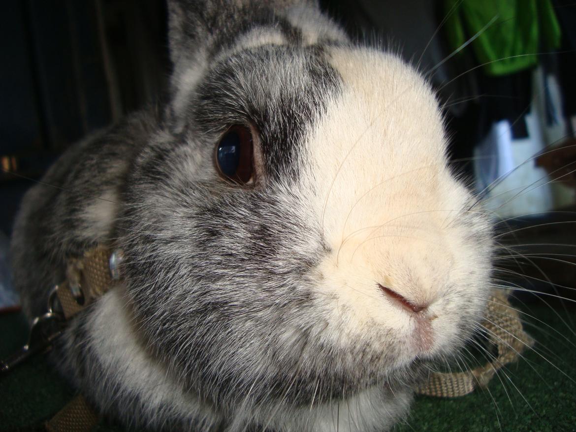 Kanin Sofus billede 14