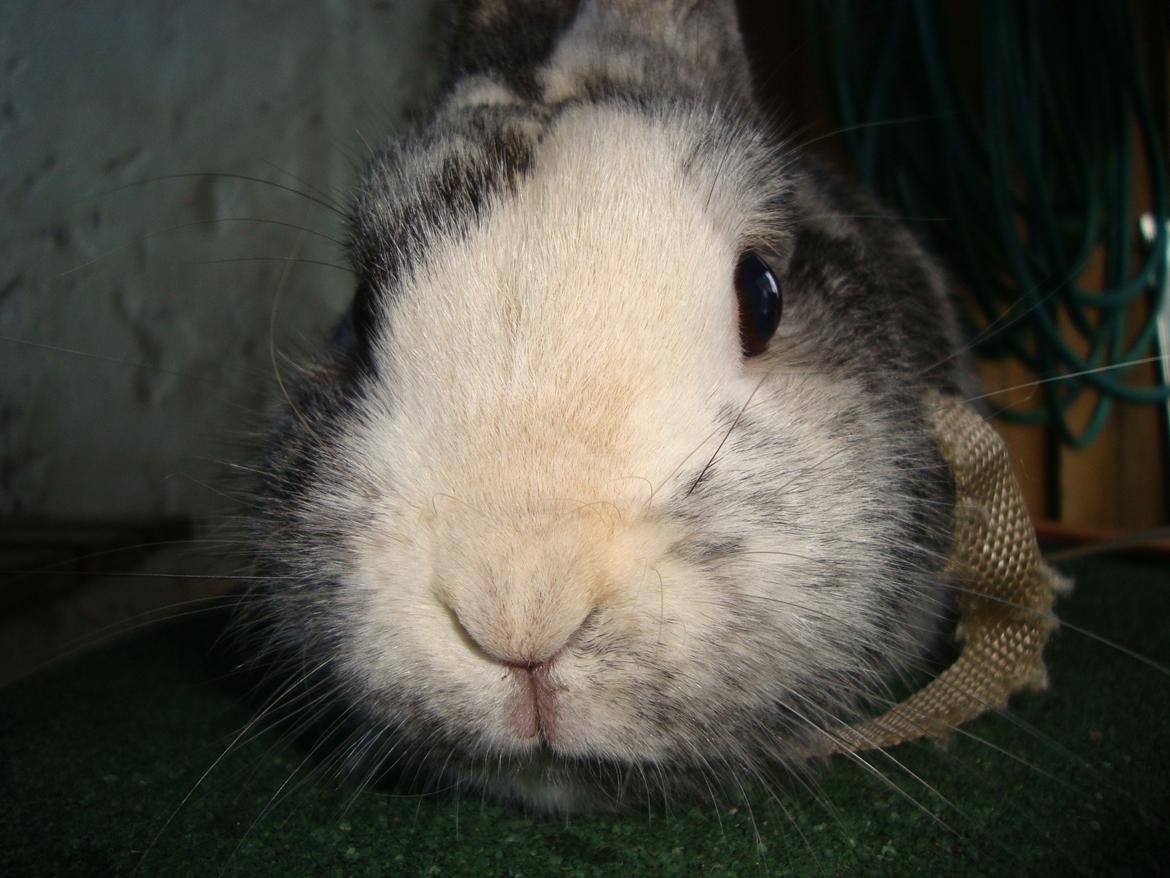 Kanin Sofus billede 15