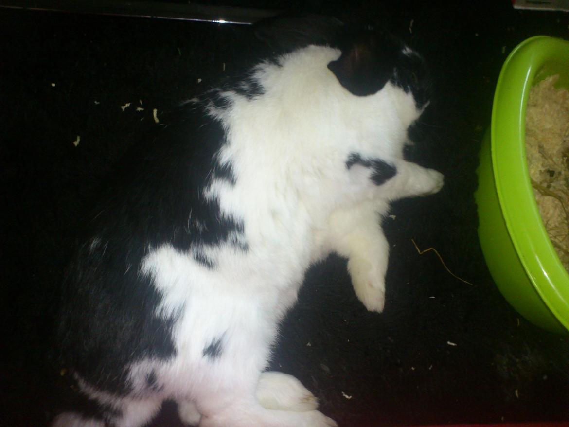 Kanin Bastian - Puuh det er hårdt at være mig billede 10