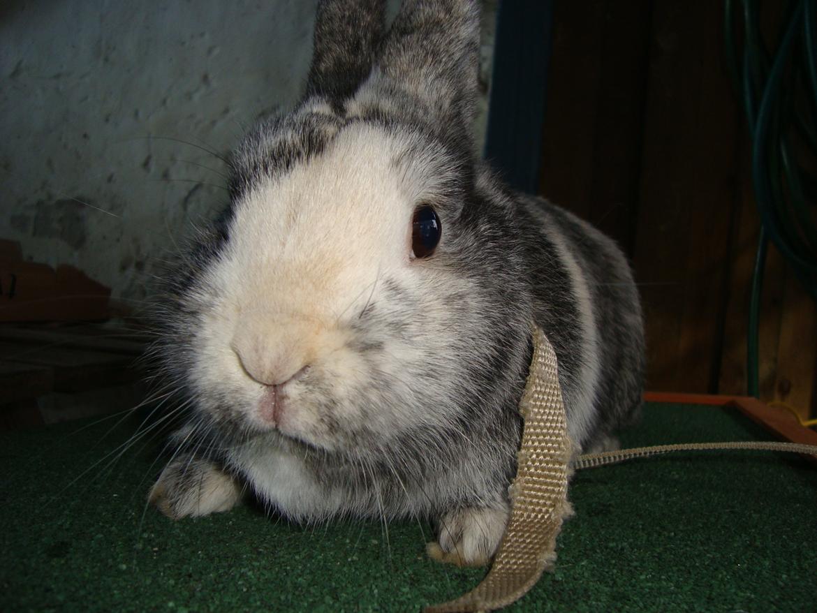 Kanin Sofus billede 16