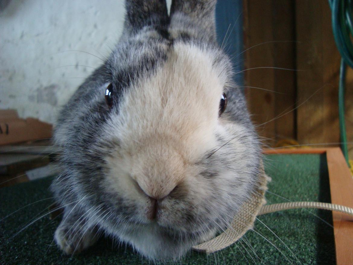 Kanin Sofus billede 17