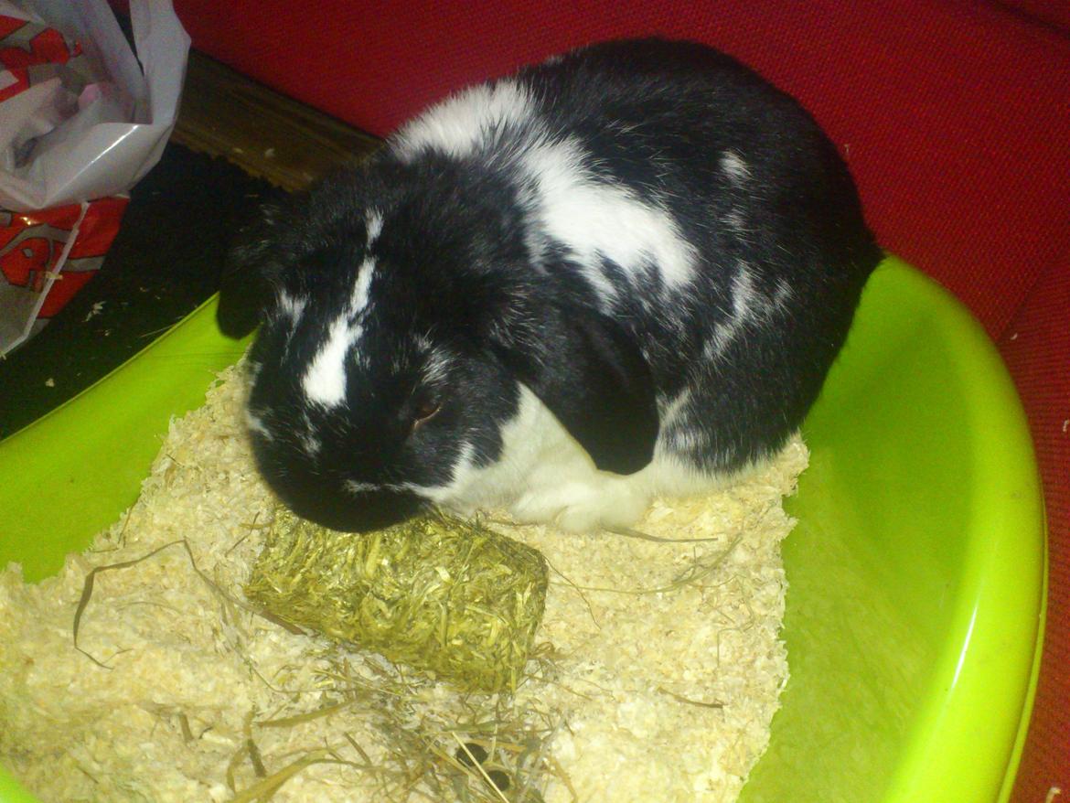 Kanin Bastian - nomnomnom, lækker hø kugle billede 15