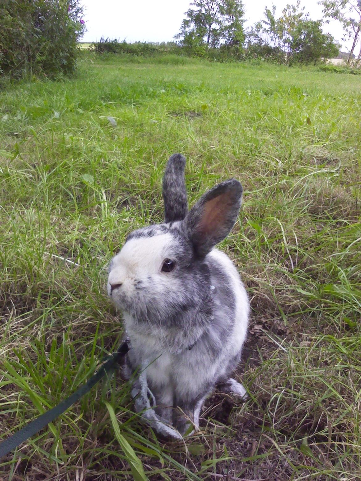 Kanin Sofus - Sofus ude i haven. Sommer 2012 billede 18