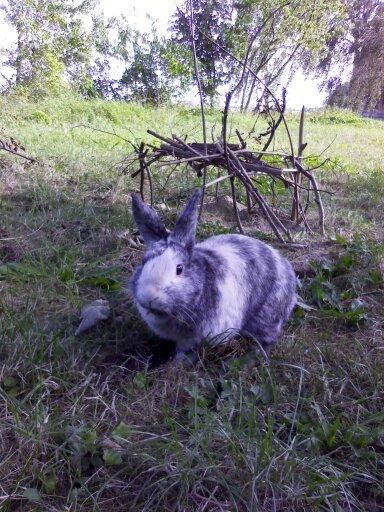 Kanin Sofus - Sofus fandt et hus! Sommer 2012 billede 19