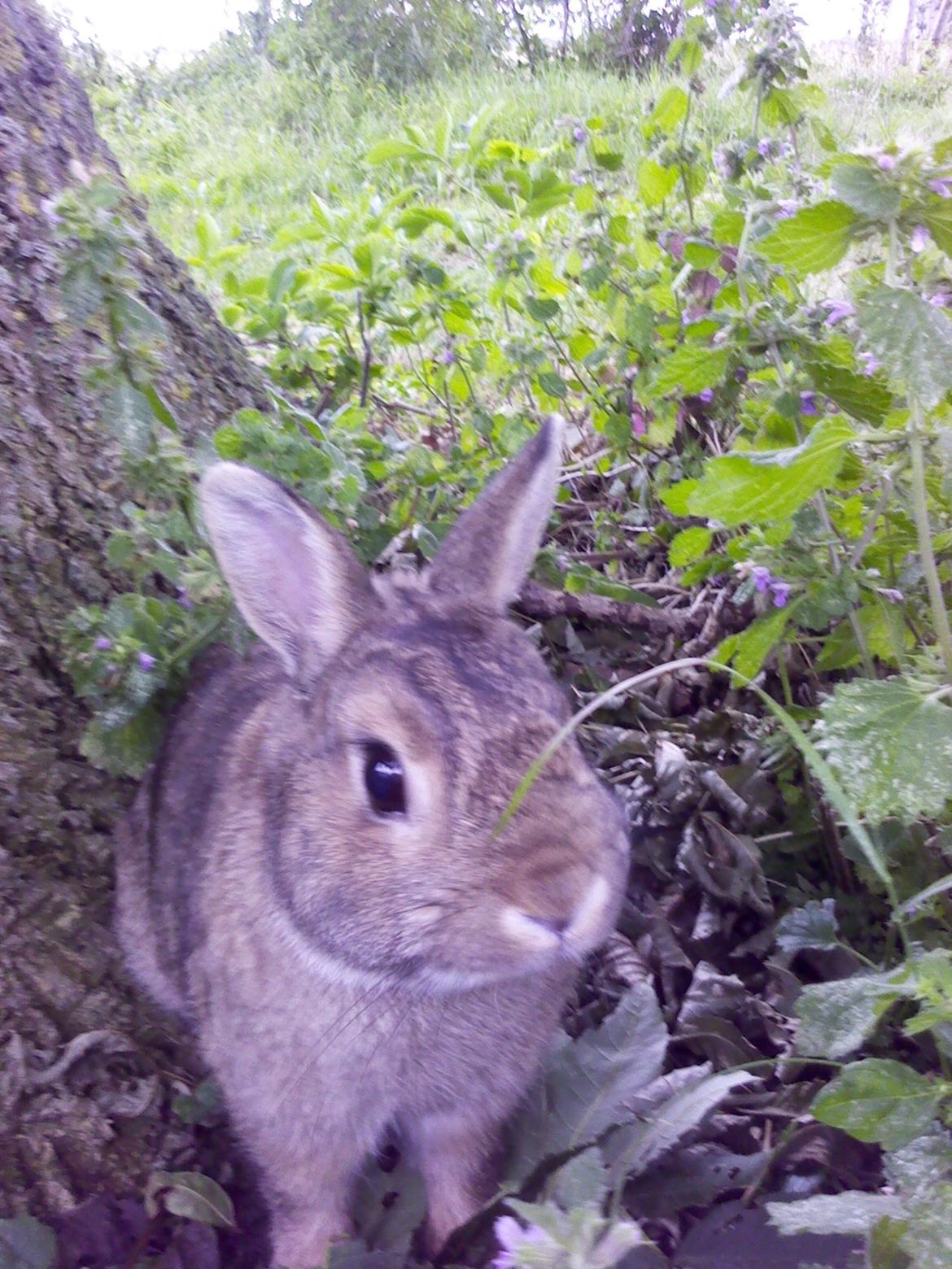 Kanin Frede - Frede ude i haven. Sommer 2012 billede 10