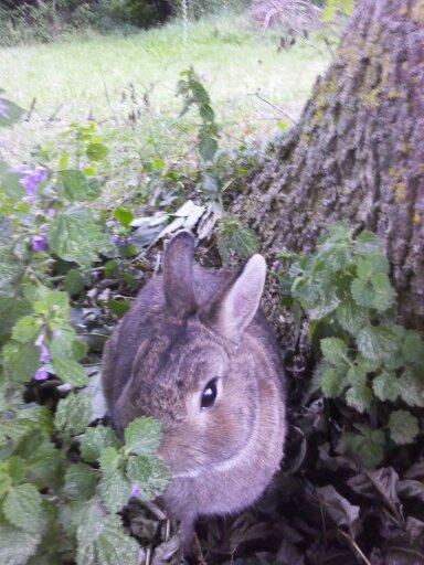 Kanin Frede - Frede ude i haven. Sommer 2012 billede 11