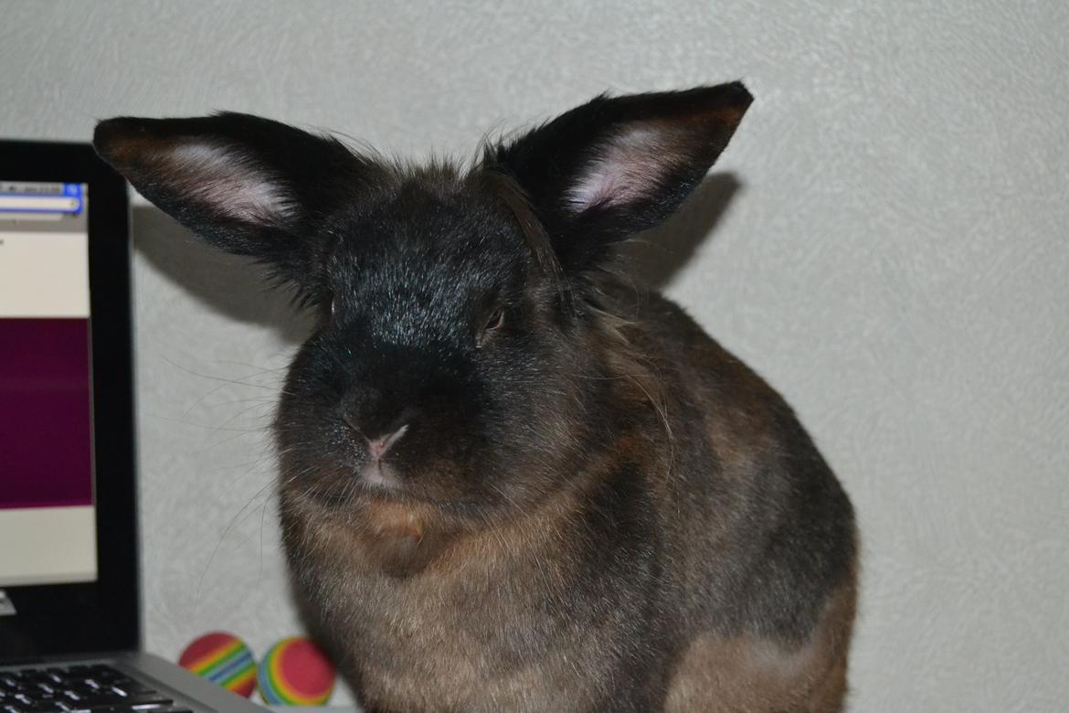 Kanin Dumbo - Mit et og mit alt!<3 billede 6