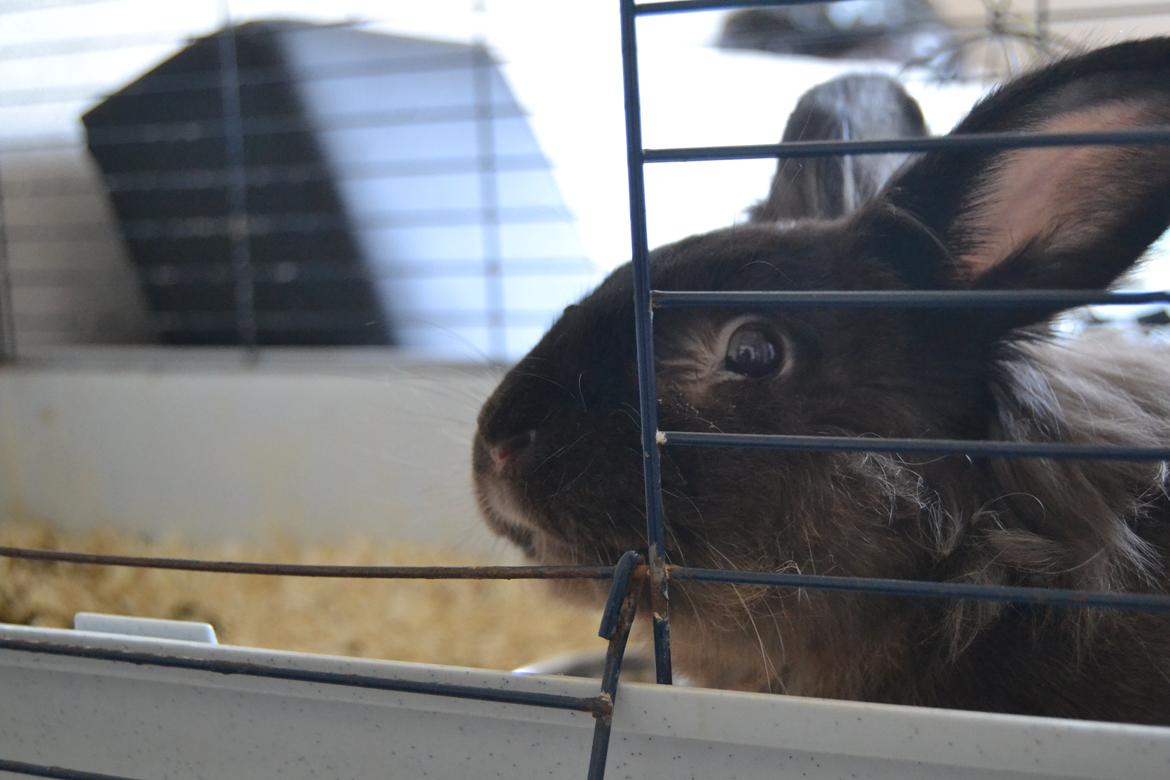 Kanin Dumbo billede 7