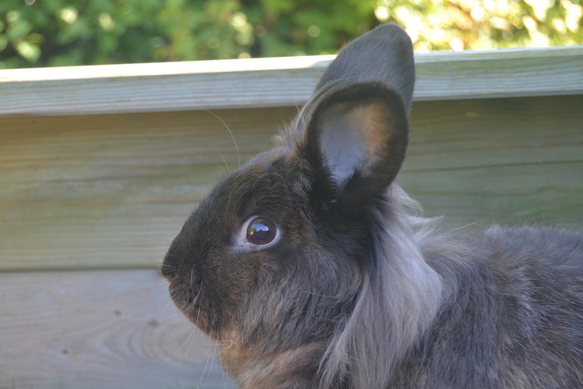 Kanin Dumbo - Dumbo i haven :)
 billede 8