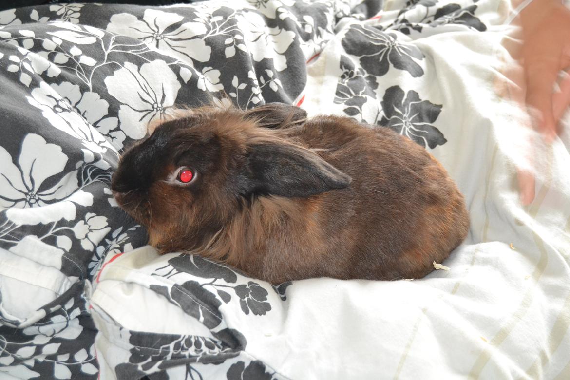 Kanin Dumbo - Når der skal puttes?! <3 billede 9