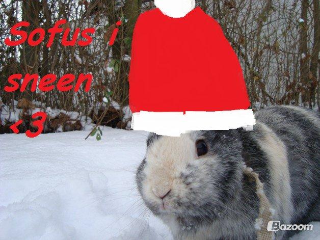 Kanin Sofus - Sofus i sneen. Vinter 2012 billede 20