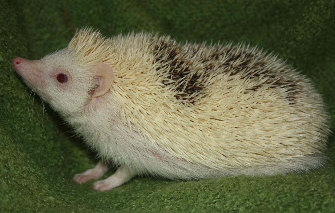 Pindsvin Sabbils Spotty billede 1