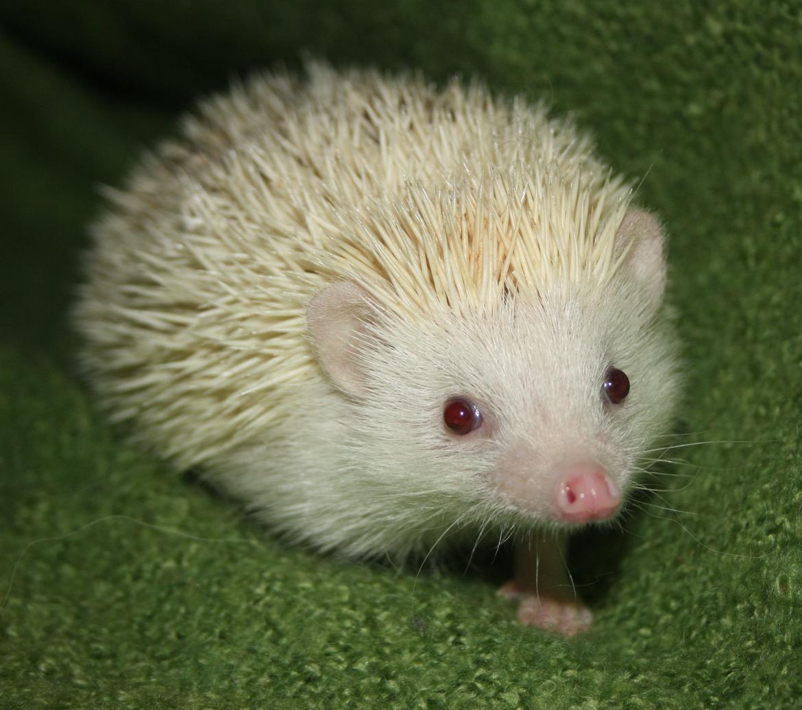 Pindsvin Sabbils Spotty billede 2