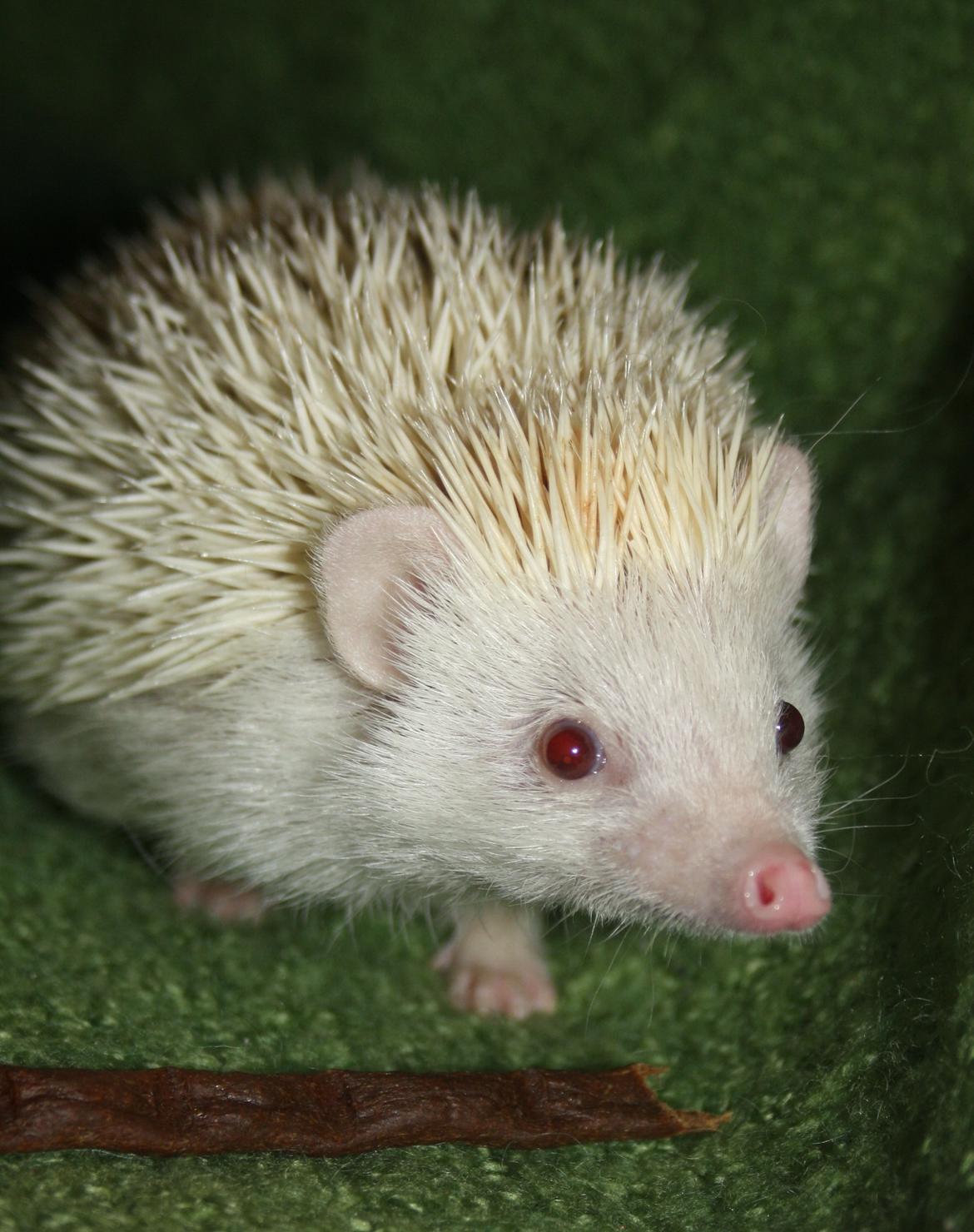 Pindsvin Sabbils Spotty billede 3