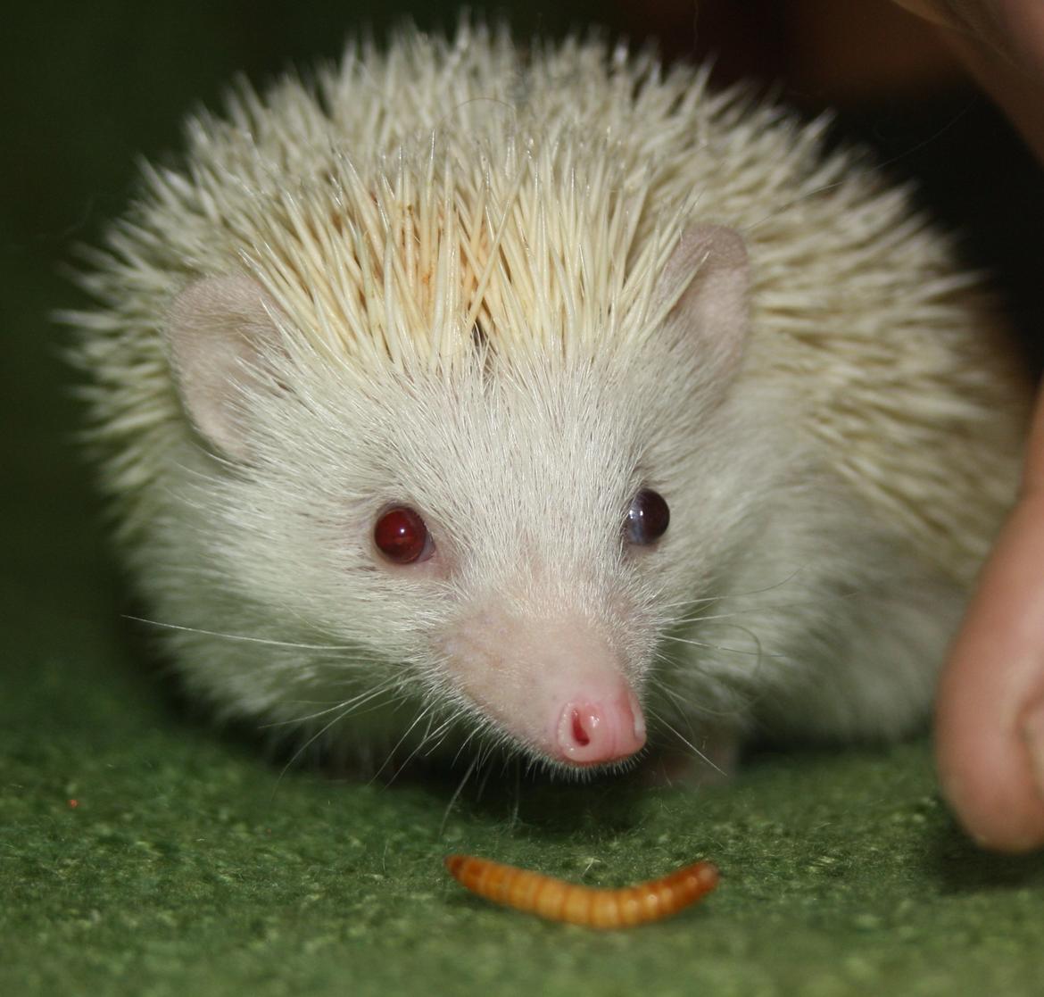 Pindsvin Sabbils Spotty billede 4