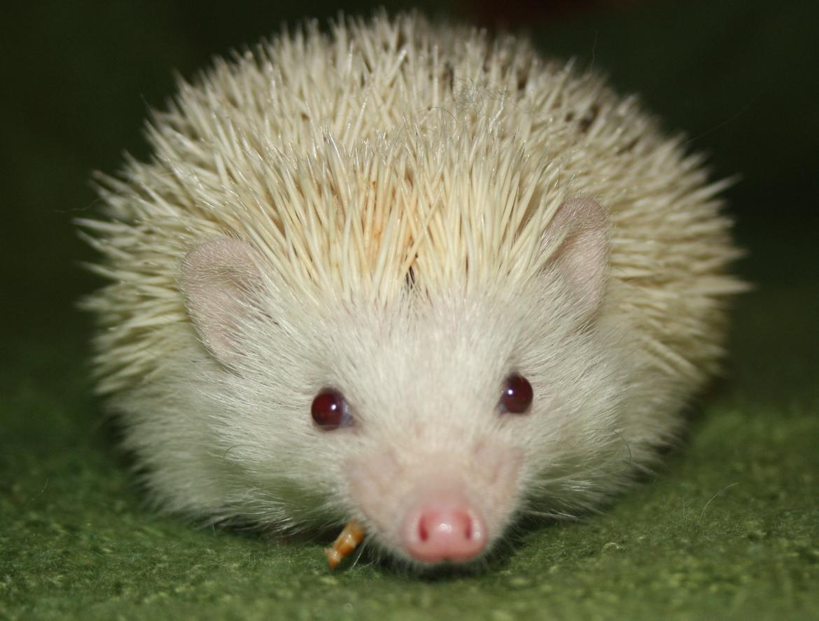 Pindsvin Sabbils Spotty billede 5