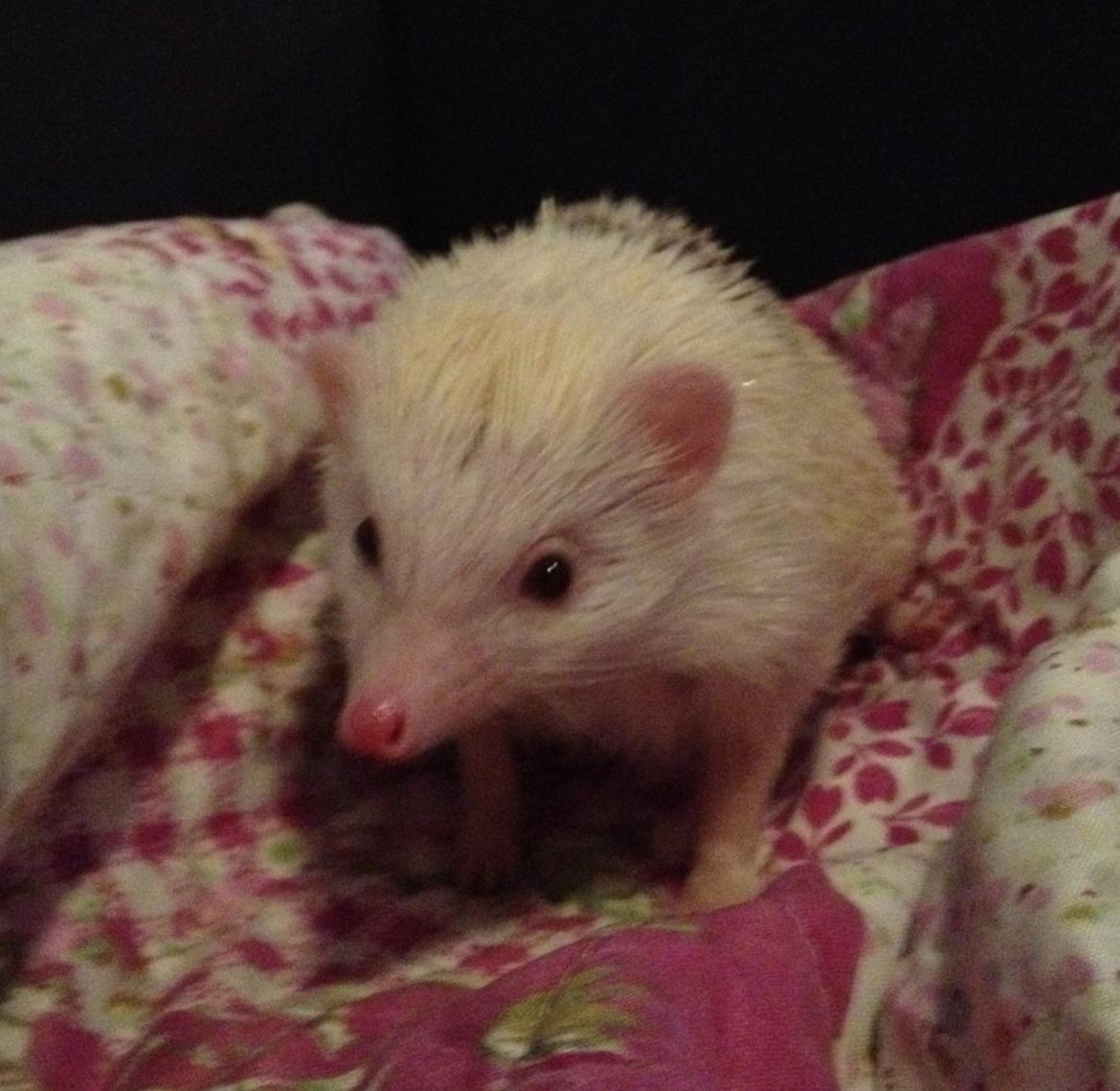 Pindsvin Sabbils Spotty billede 7