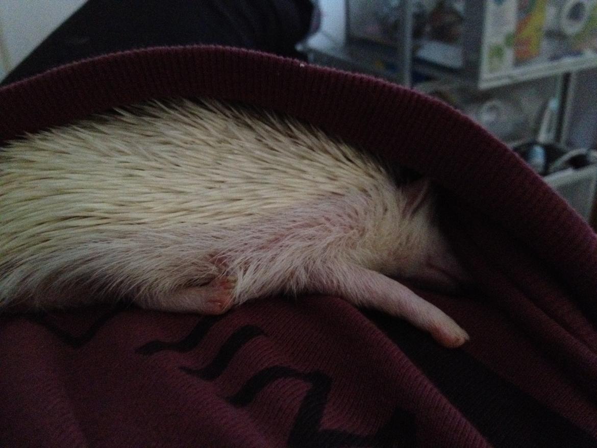 Pindsvin Sabbils Spotty billede 8