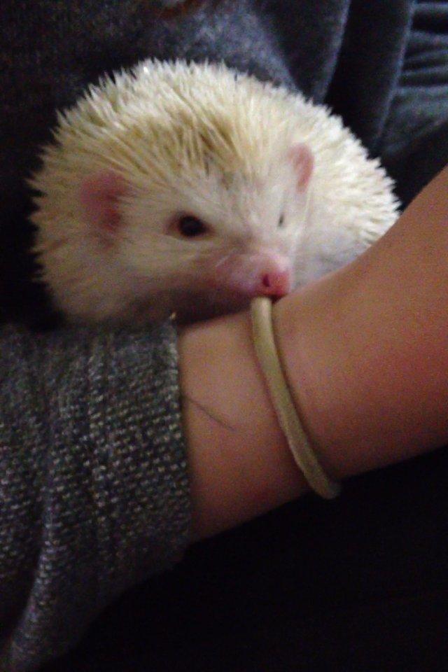 Pindsvin Sabbils Spotty billede 9