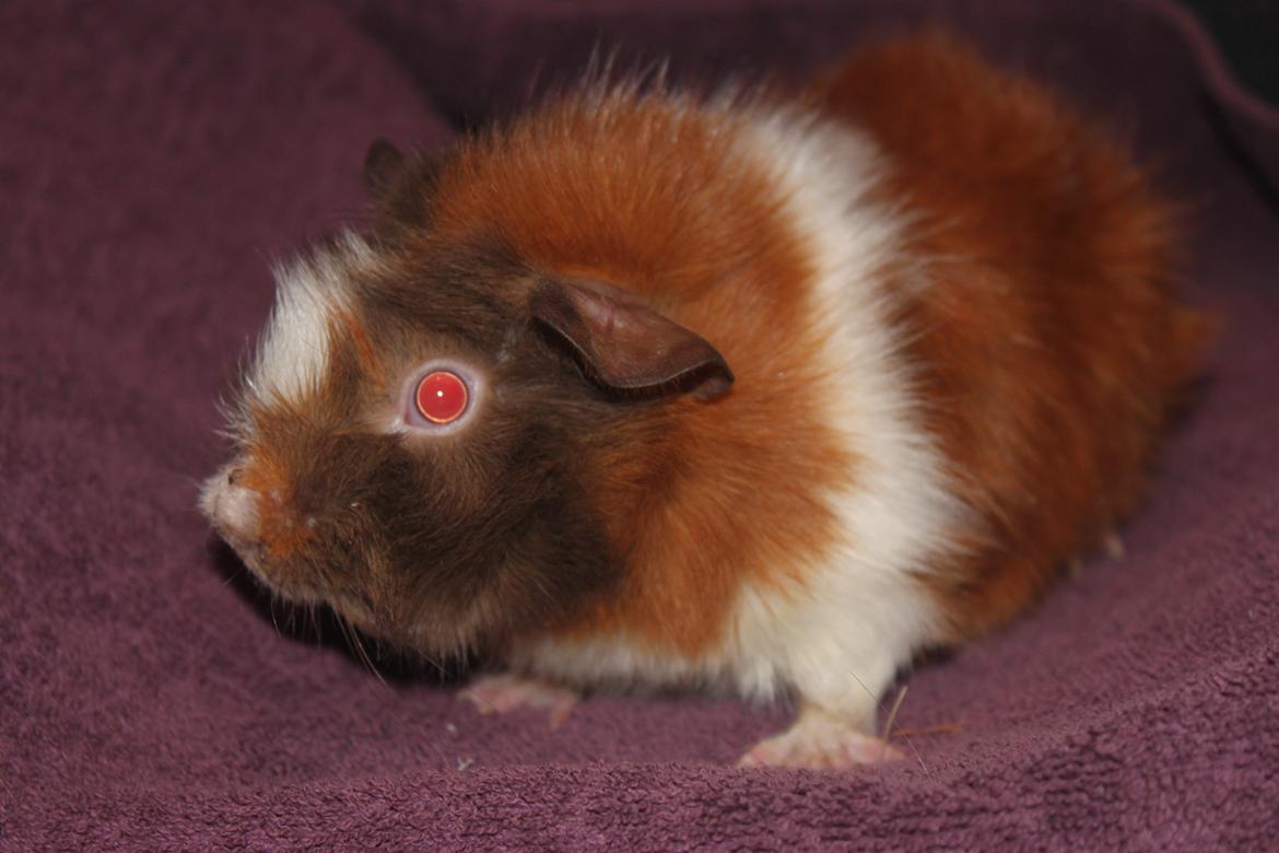 Marsvin Skovtoftens Maximus billede 8