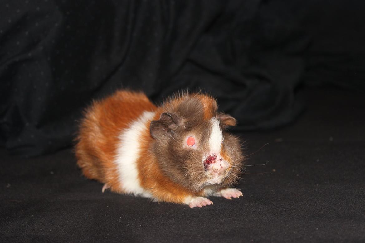 Marsvin Skovtoftens Maximus - Fjollede max <3 - dog med et lille sår på snuden. billede 5