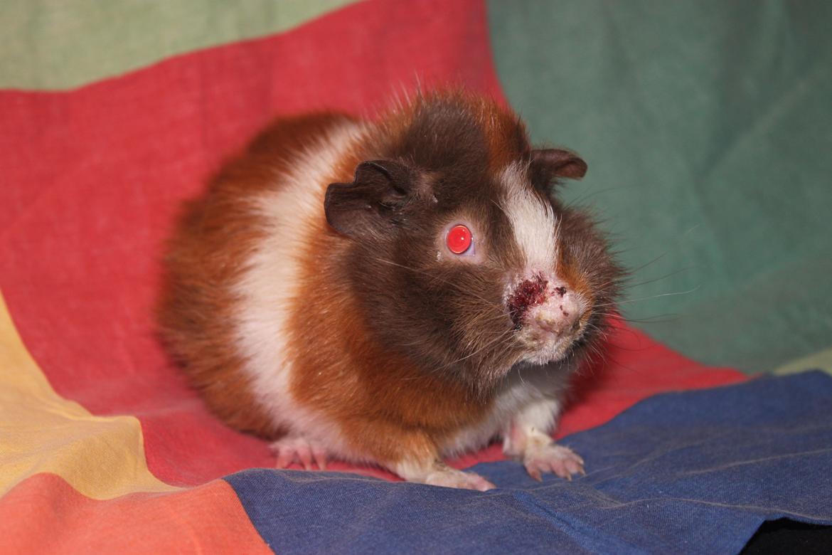 Marsvin Skovtoftens Maximus - Fine max <3 - dog med et lille sår på snuden. billede 3