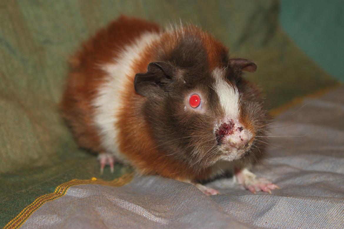 Marsvin Skovtoftens Maximus - Fine max <3 - dog med et lille sår på snuden. billede 9