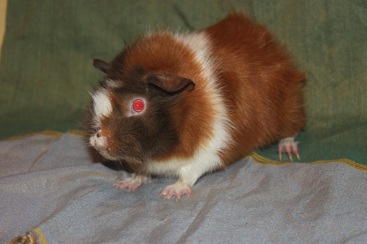 Marsvin Skovtoftens Maximus billede 10