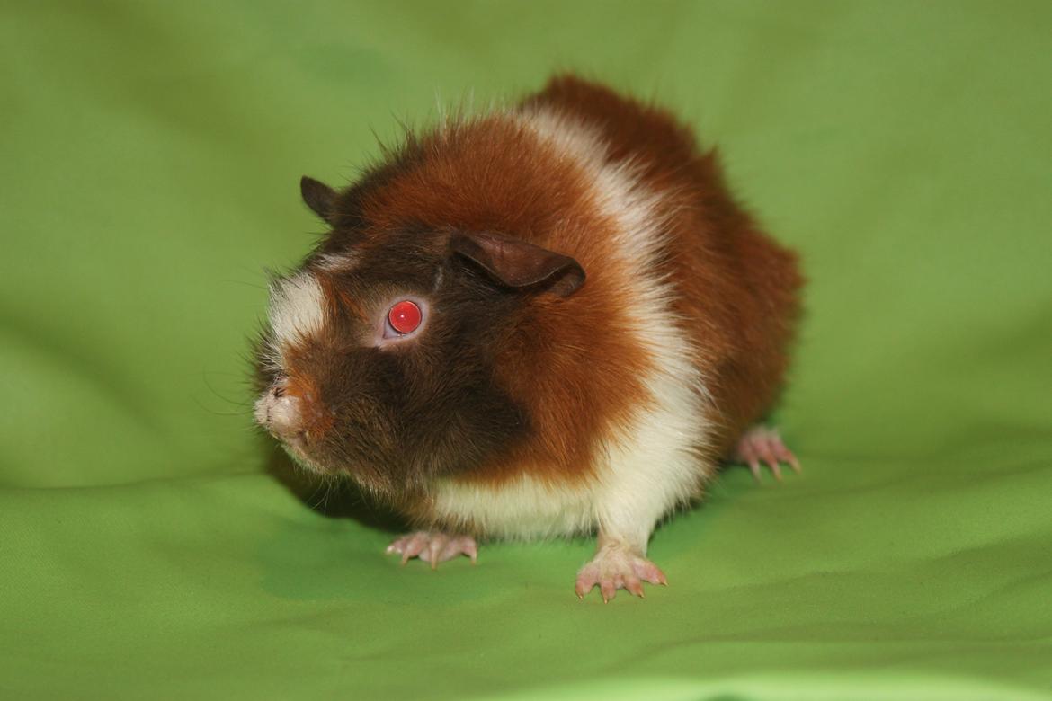 Marsvin Skovtoftens Maximus billede 11